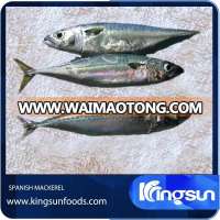 Frozen Seafood Spanish Mackerel Scomberomorus Niphonius