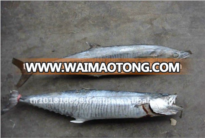 High Quality Seafood Frozen Round Whole Spanish Mackerel